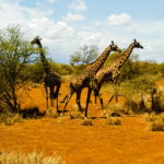 South Africa Adventure Escape – 10N/11D